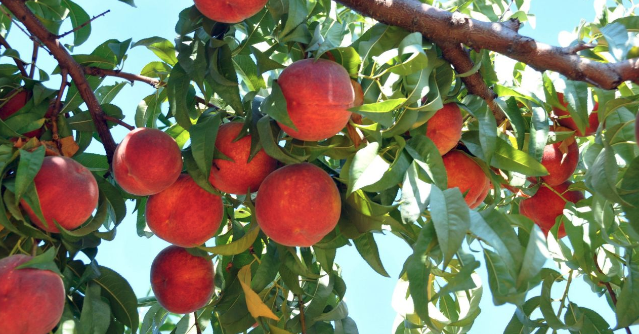 На какой год плодоносит персик. Персиковое дерево. Персики на ветке. Персиковое дерево с плодами. Плодоносящий персик.