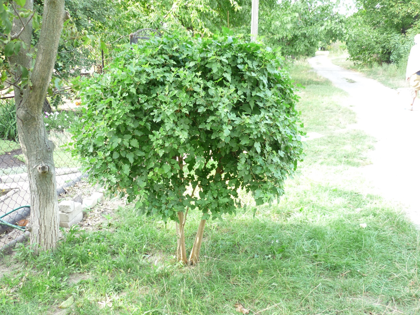 Посадите в саду тутовник