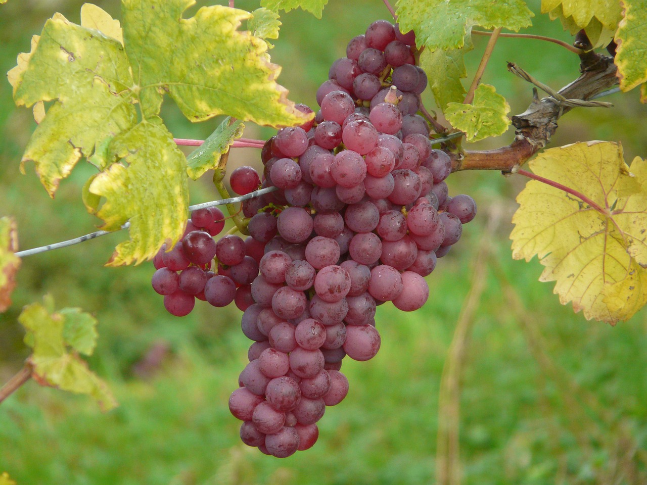 Как выбрать сорт винограда для Подмосковья 