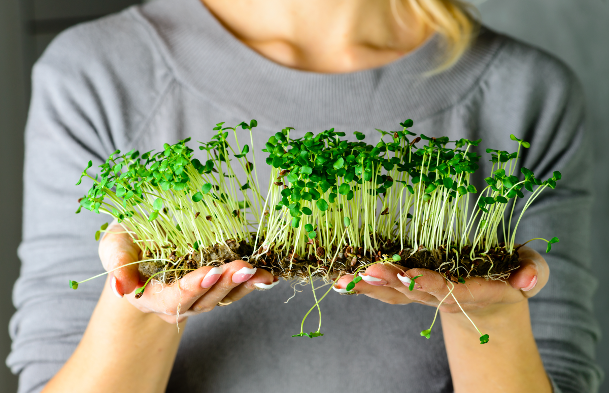 Шесть способов вырастить микрозелень 