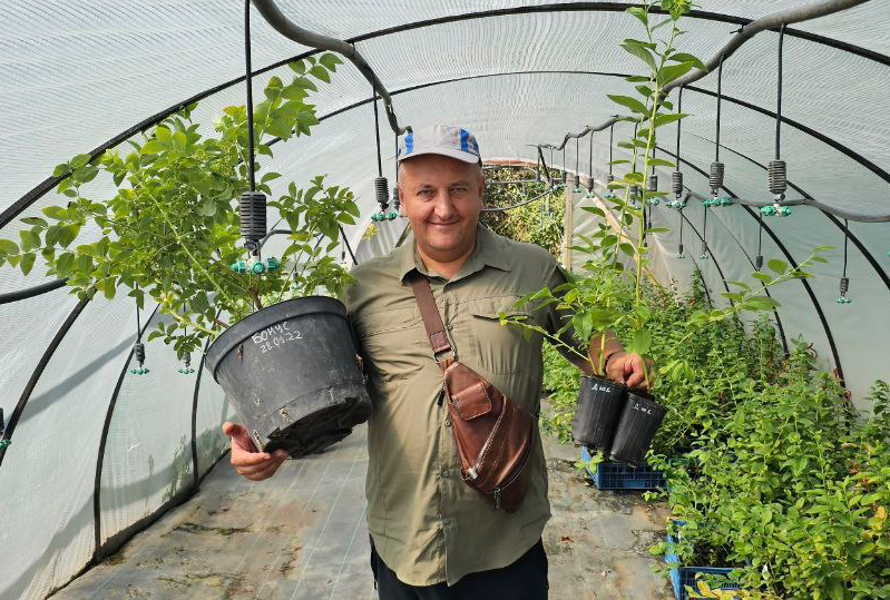 Осенняя посадка голубики: все тонкости от фермера Сергея Зубцова 