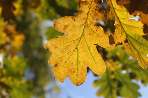 Дуб саду не враг 